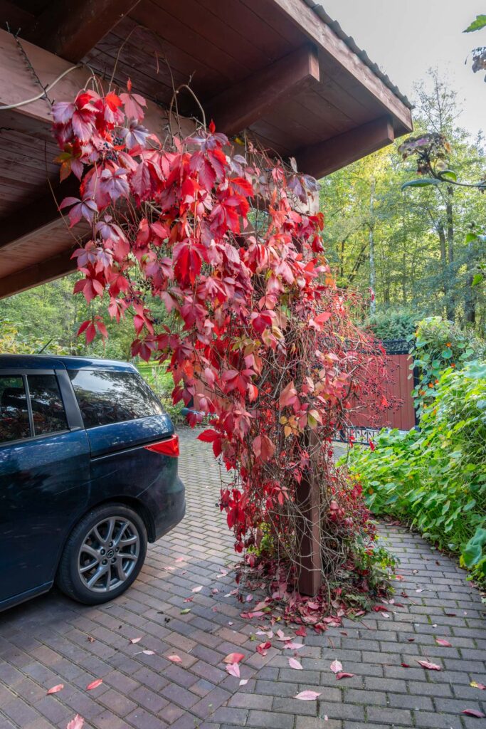 Herbst am Fließ in Kaupen