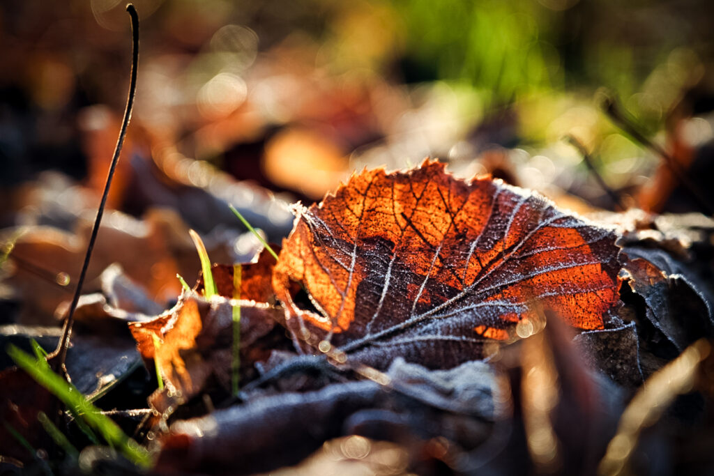 Herbststimmung bei Lübbenau