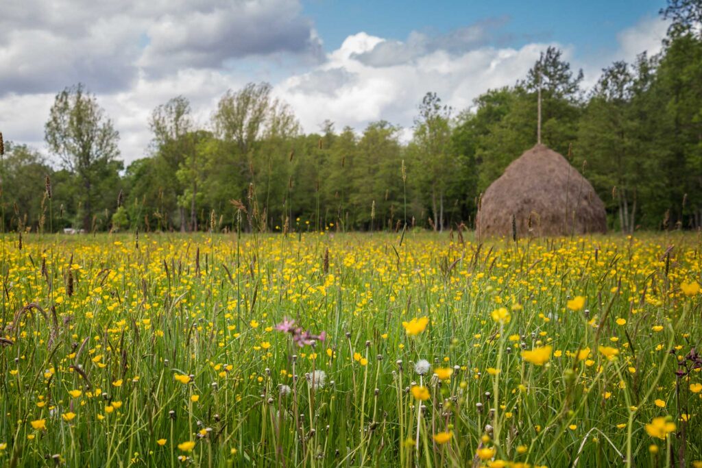 Sommerwiese mit Heuschober