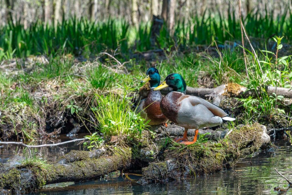 Stockenten im Biosphärenreservat Spreewald